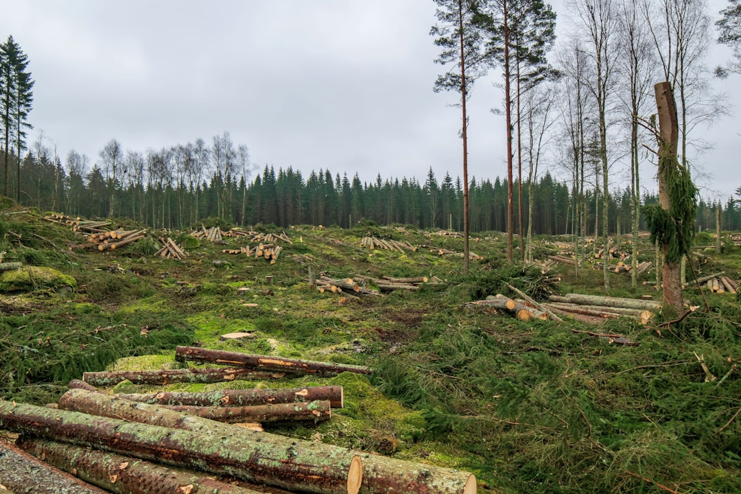 Fluentd+Kibana, deduplicated backups, Fluentd+Kibana backup