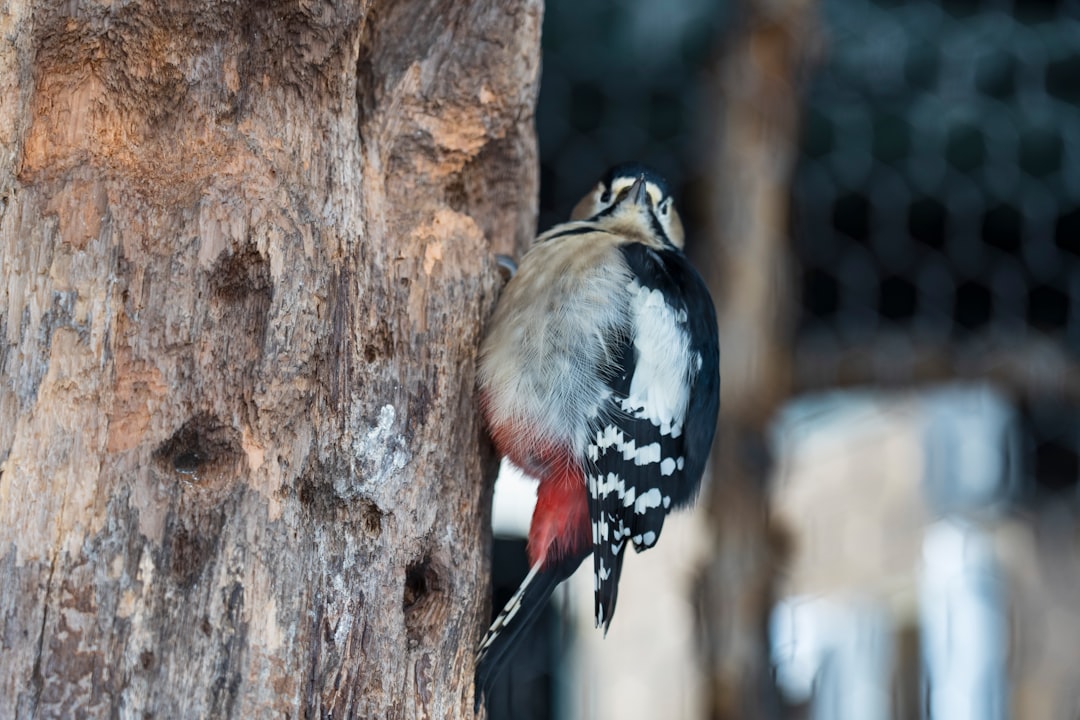 Woodpecker CI, Automation and scripts tool, Woodpecker CI download