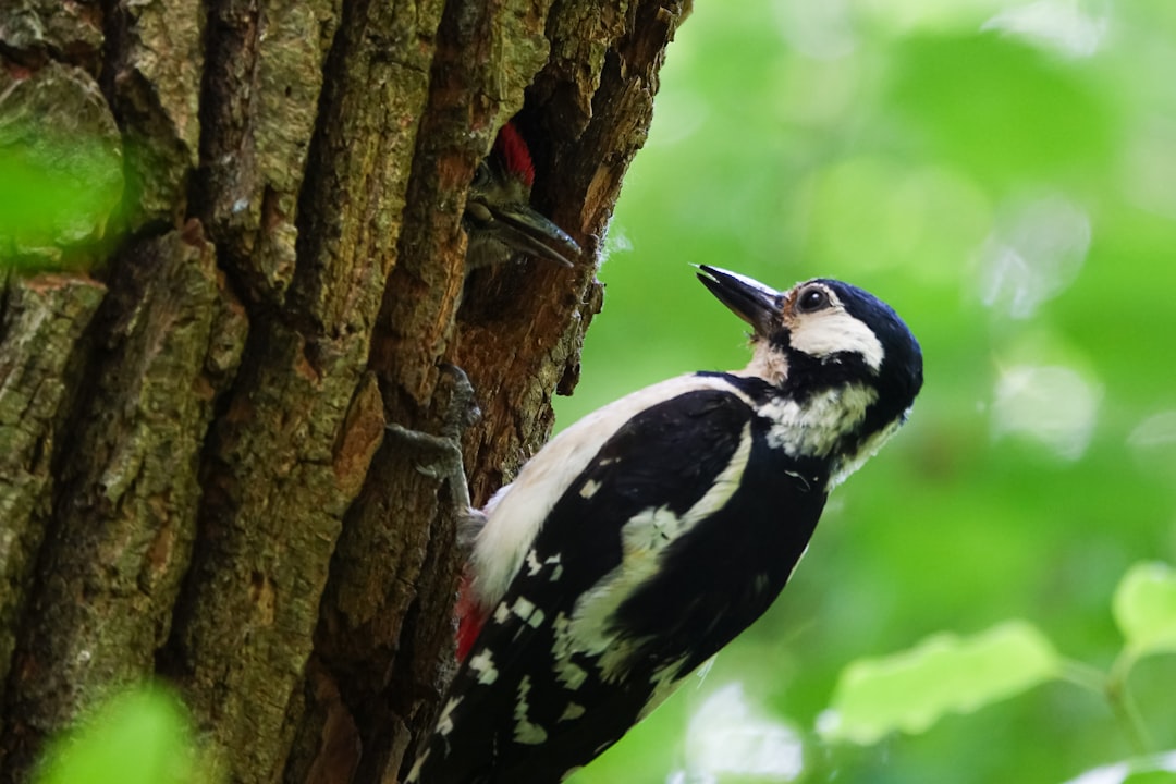 Woodpecker CI, snapshot management, Woodpecker CI download